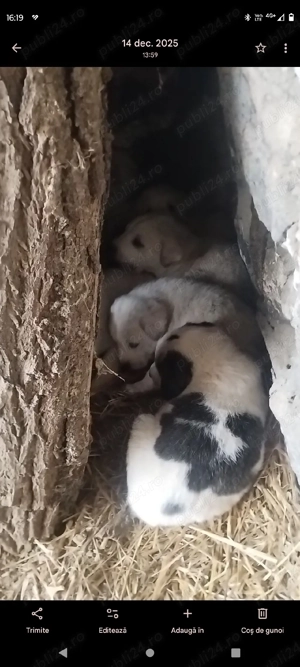 donez căței  - imagine 2