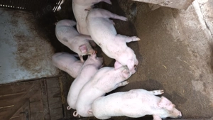 Vând purcei zegăr  - imagine 2