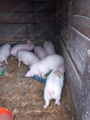 de vanzare purcei de 10 saptamani  3 mascri si 5 purcele frumosi si mancaciosi  pret 350lei buc  - imagine 2