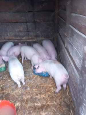 de vanzare purcei de 10 saptamani  3 mascri si 5 purcele frumosi si mancaciosi  pret 350lei buc 