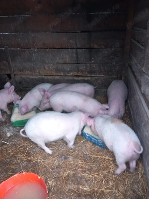 de vanzare purcei de 10 saptamani  3 mascri si 5 purcele frumosi si mancaciosi  pret 350lei buc  - imagine 4