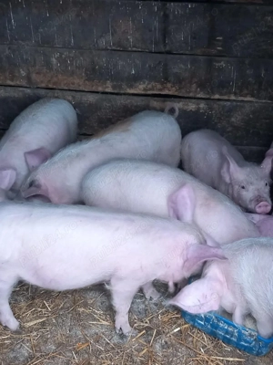 de vanzare purcei de 10 saptamani  3 mascri si 5 purcele frumosi si mancaciosi  pret 350lei buc  - imagine 3