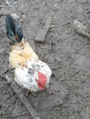 Cocos pitic - imagine 2