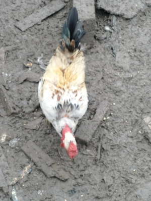 Cocoș pitic - imagine 3