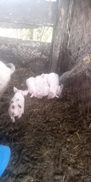 Purcei de vânzare  de 12 saptamani - imagine 2