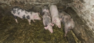 Vând purcei  - imagine 2