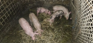 Vând purcei  - imagine 4