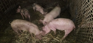 Vând purcei  - imagine 3