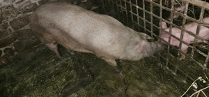 Vând porc..  - imagine 2