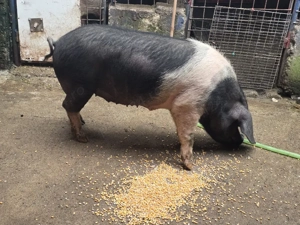 SCROAFĂ 100% BAZNA, perfectă pt montă!