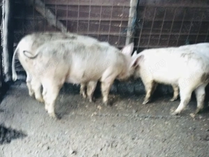 Vând godini! 50-60 kg  - imagine 2