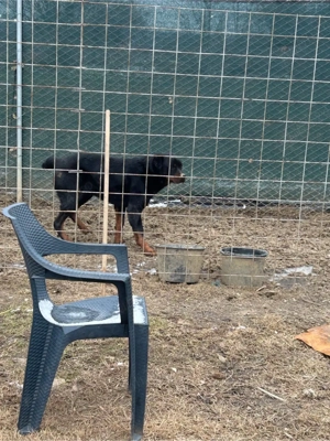 Rottweiler cu Belgian malinois  - imagine 4