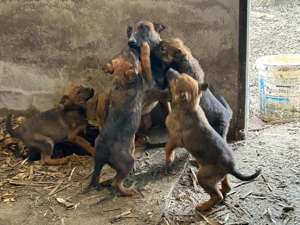 Rottweiler cu Belgian malinois  - imagine 3