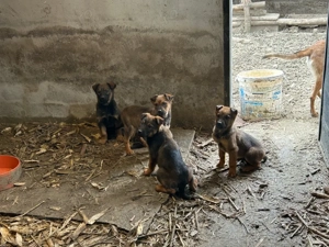 Rottweiler cu Belgian malinois  - imagine 2