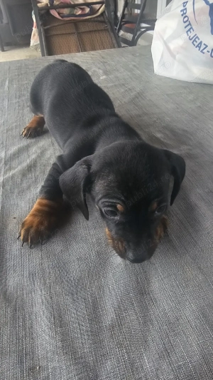 Pui Tekel      - imagine 4