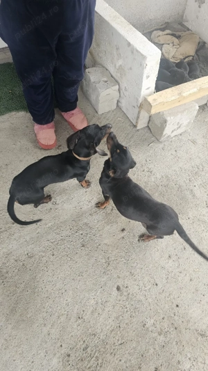 Pui Tekel      - imagine 3