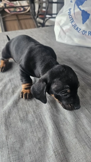 Pui Tekel      - imagine 2