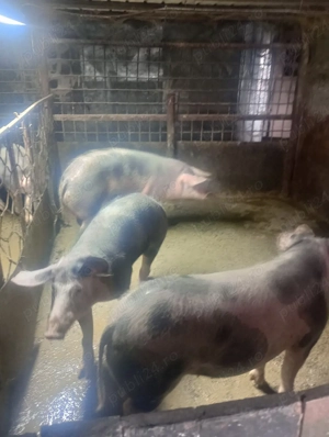 vand porci - imagine 2