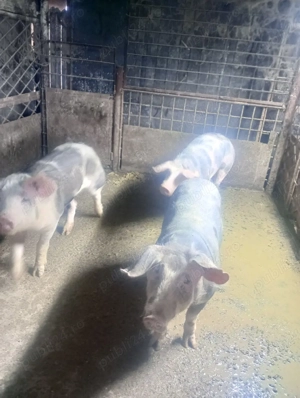 vand porci - imagine 4