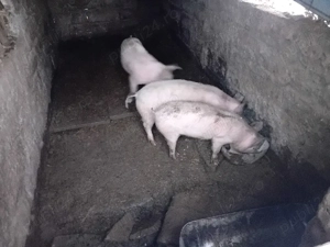 purcei landras cu marele alb de vânzare  - imagine 4