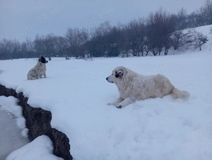 Schimb femele ciobănesc  - imagine 3