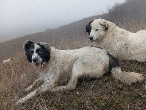 Schimb femele ciobănesc  - imagine 4