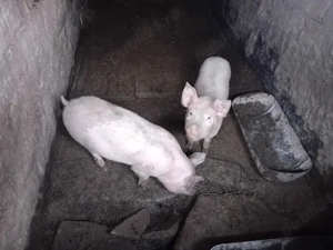 purcei landras cu marele alb de vânzare  - imagine 3