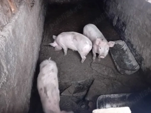 purcei landras cu marele alb de vânzare  - imagine 2