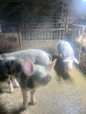 vand porci - imagine 3