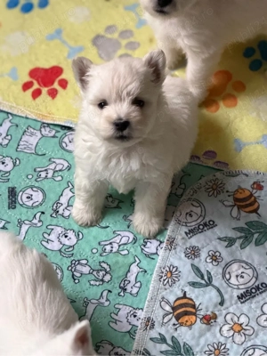 Baiat Westie 