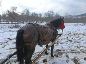 Vând iapă gestantă garantată la tras și blândețe  - imagine 3