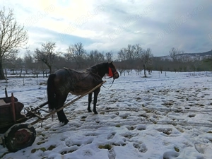 Vând iapă gestantă garantată la tras și blândețe  - imagine 4