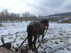 Vând iapă gestantă garantată la tras și blândețe  - imagine 2