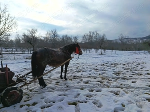 Vând iapă gestantă garantată la tras și blândețe  - imagine 5