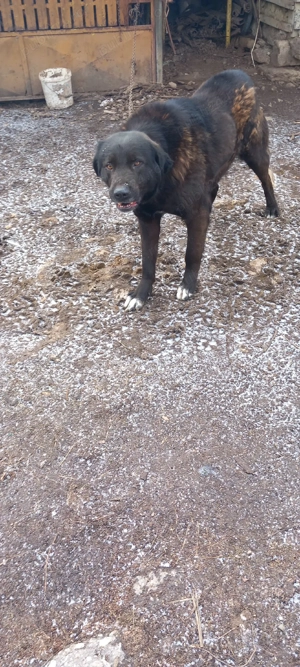 vand caine ciobanesc corb  - imagine 4