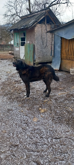 vand caine ciobanesc corb  - imagine 5