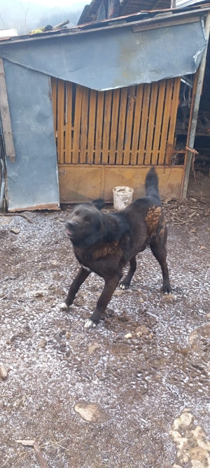 vand caine ciobanesc corb  - imagine 2