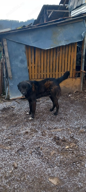 vand caine ciobanesc corb  - imagine 3