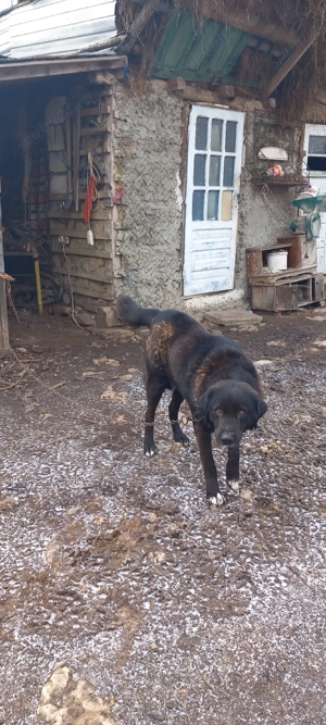 vand caine ciobanesc corb 