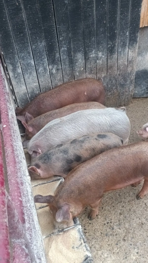 vând șoldani - imagine 4