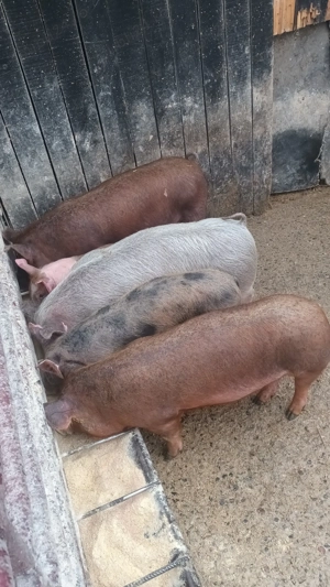 vând șoldani - imagine 3