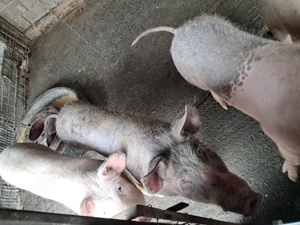 Purcei landrace si soldani pietrain  - imagine 4