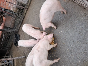 Purcei landrace si soldani pietrain  - imagine 3