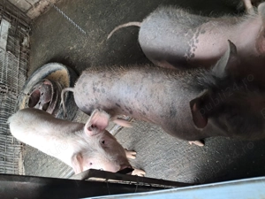 Purcei landrace si soldani pietrain  - imagine 5