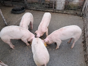 Purcei landrace si soldani pietrain  - imagine 2