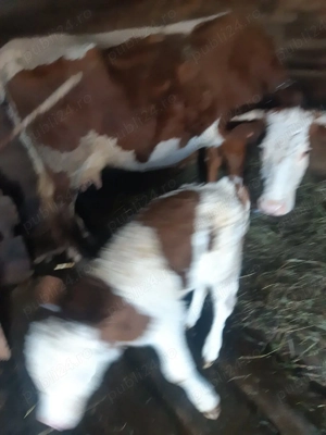 Vand vacii - imagine 5