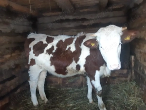 Vand vacii - imagine 2