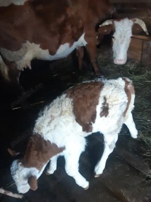 Vand vacii - imagine 4