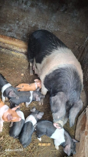 Vand scroafa cu purcei  - imagine 2