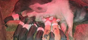 Vand scroafa cu purcei 